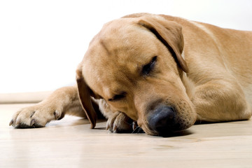 sleeping labrador