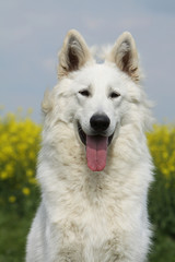 portrait du beau berger blanc suisse