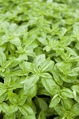 スイートバジル