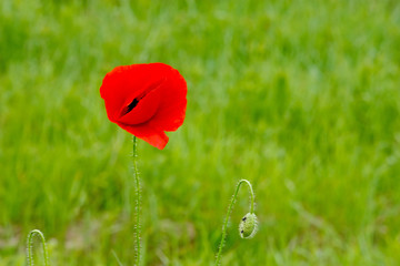 Poppy flower