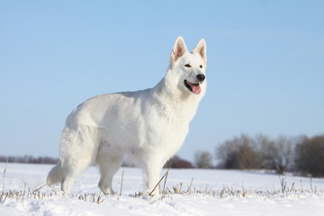 berger blanc dans la neige