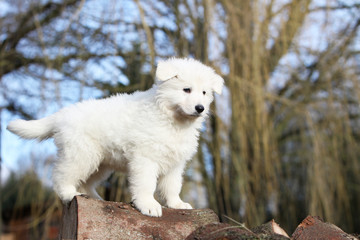chiot berger blanc acrobate