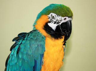 Parrot