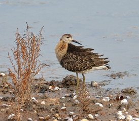 sandpiper portrait in the marsh of national park