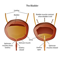 anatomie of the bladder illustration - obrazy, fototapety, plakaty