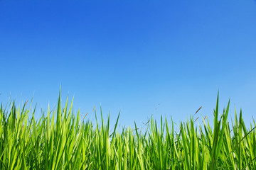 Green Grass On A Blue Sky Background