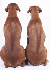 two rhodesian ridgeback dogs,from backside showing their ridges