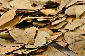 bay leaf