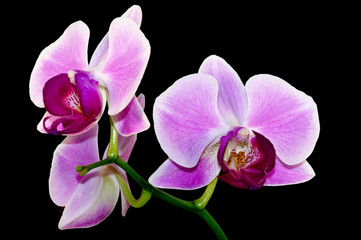purple orchid branch