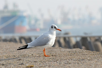 Bird in harbor