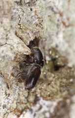 Woodborer, extreme close-up