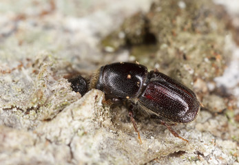 Woodborer, extreme close-up