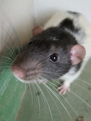 Rat. A close up portrait of a domestic rat.