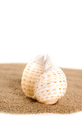 Fototapeta na wymiar seashell on sand