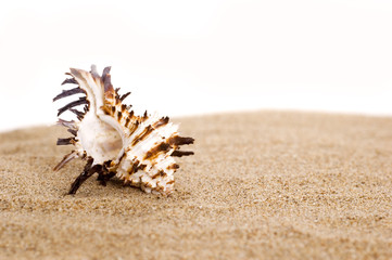 Obraz na płótnie Canvas seashell on sand