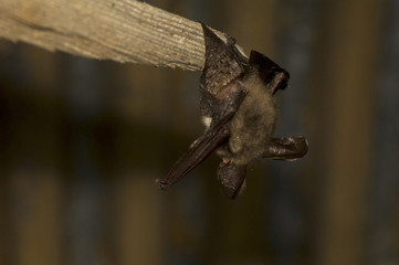 Bat