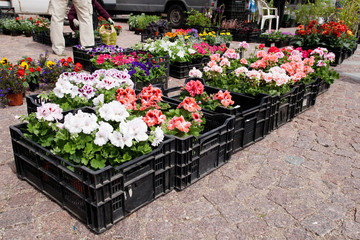 Spring flowers in boxes on the market