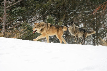 Running Wolf