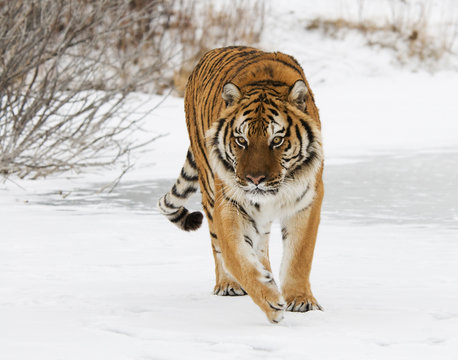 Fototapeta Siberian Tiger