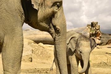 Cute, protected baby elephant with mother