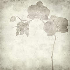 textured old paper background with orchid drawing