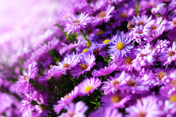 Asters