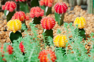 Small cactus plant