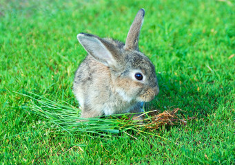 cute rabbit seating on green grass