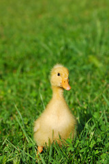 cute yellow duck on the grass