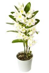 White orchid.