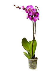 Pink orchid. - obrazy, fototapety, plakaty