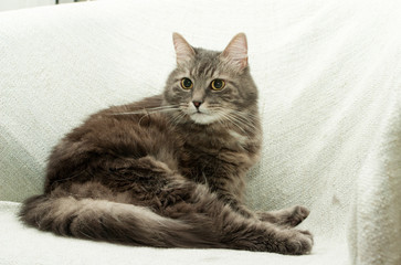 Fototapeta na wymiar Cat on armchair