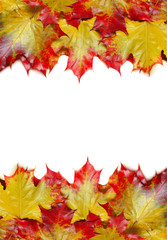 frame from autumn maple leaves