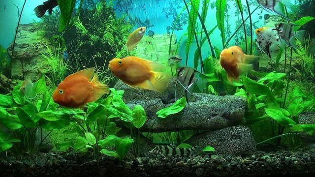 Beautiful aquarium with gold fishes