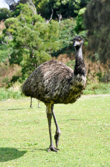 Australian emu at Tower Hill wildlife reserve