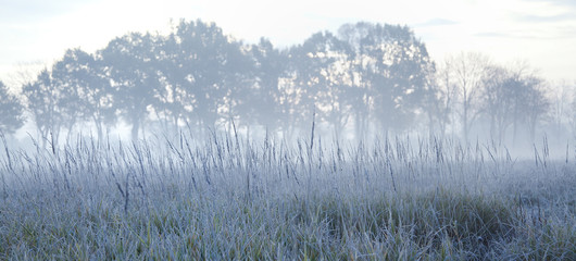 mist and frost on a field