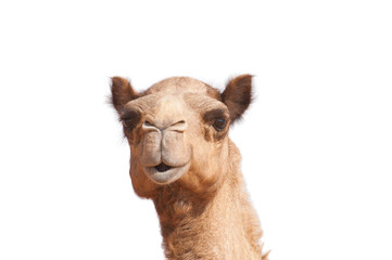 isolated camel head
