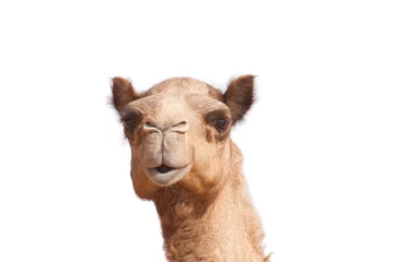 Foto op Plexiglas Kameel geïsoleerde kameelkop