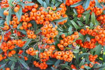 Piracanta - Pyracantha