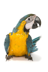 Fototapeta premium Blue and Gold Macaw