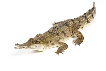 Abwaschbare Fototapete Krokodil Süßwasserkrokodil