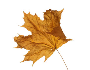Naklejka na ściany i meble dry maple autumn leaf isolated on white