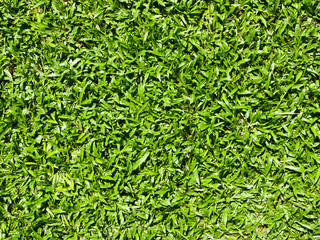 Close up of natural grass texture