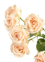 Fototapeta na wymiar Little white roses isolated on white