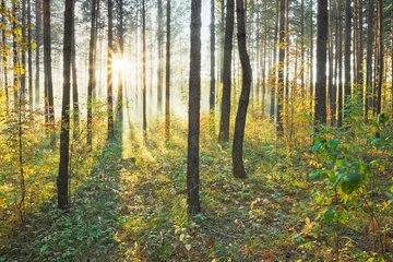 Foto op Canvas Sunset in the forest © vlntn