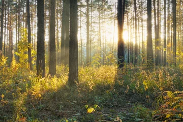 Foto op Plexiglas Sunset in the forest © vlntn