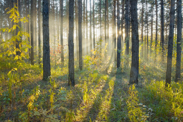 Sunset in the forest