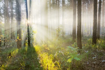 Foto op Plexiglas Zonsondergang in het bos © vlntn