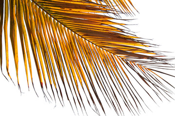 palme d'or sur fond blanc