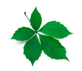 Green virginia creeper leaves